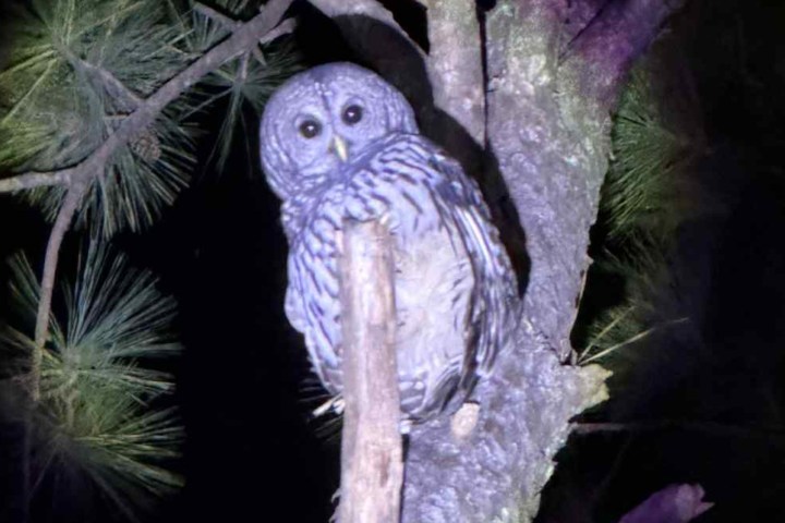 Barred owl perched on a tree branch at night with pine needles nearby.