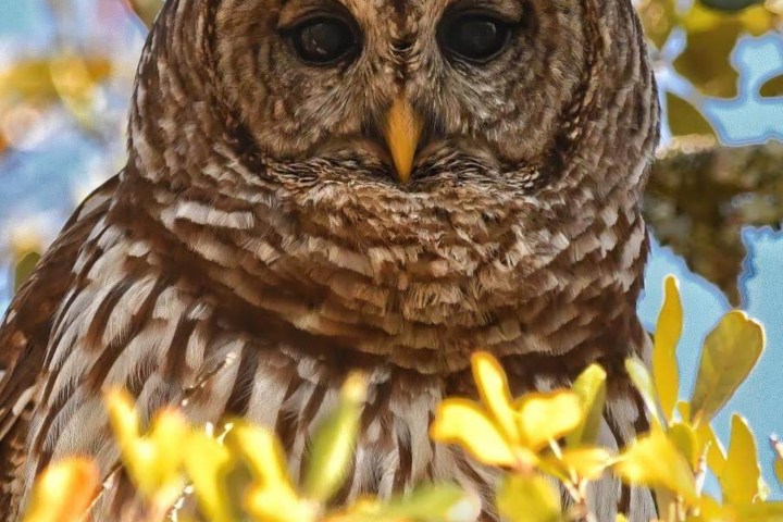 Barred owl perched among branches with yellow leaves.