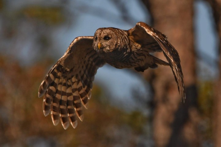 Owl in flight with wings spread, trees blurred in background.
