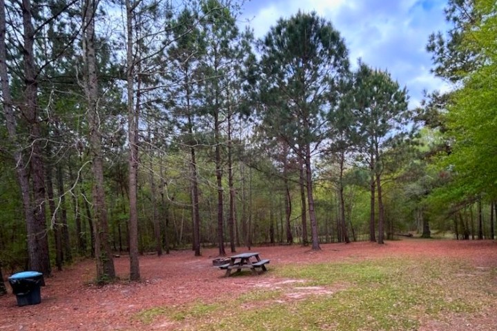 Wooded area with pine trees, a picnic table, and a trash can on a grassy clearing.